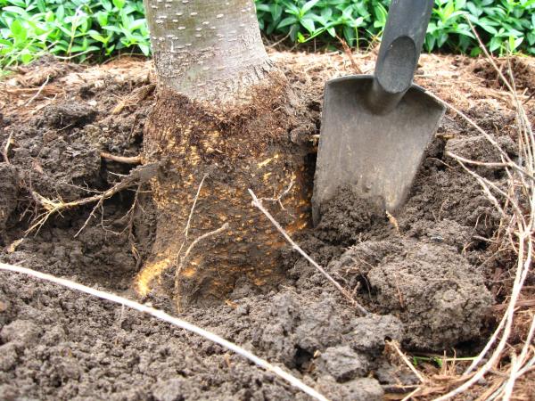 A shovel digging a hole for a young tree