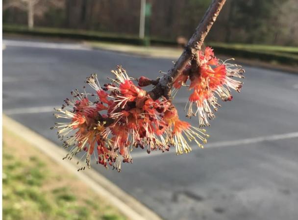 A pretty red flower from a local tree